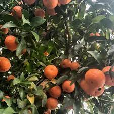 芒果种植的金融支持与绿色信贷政策研究：助力农业绿色发展